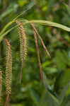 Nodding sedge